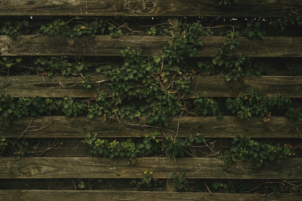How to Clean and Re-Treat a Timber Garden Fence in June 2026: The Job Most People Get Wrong
