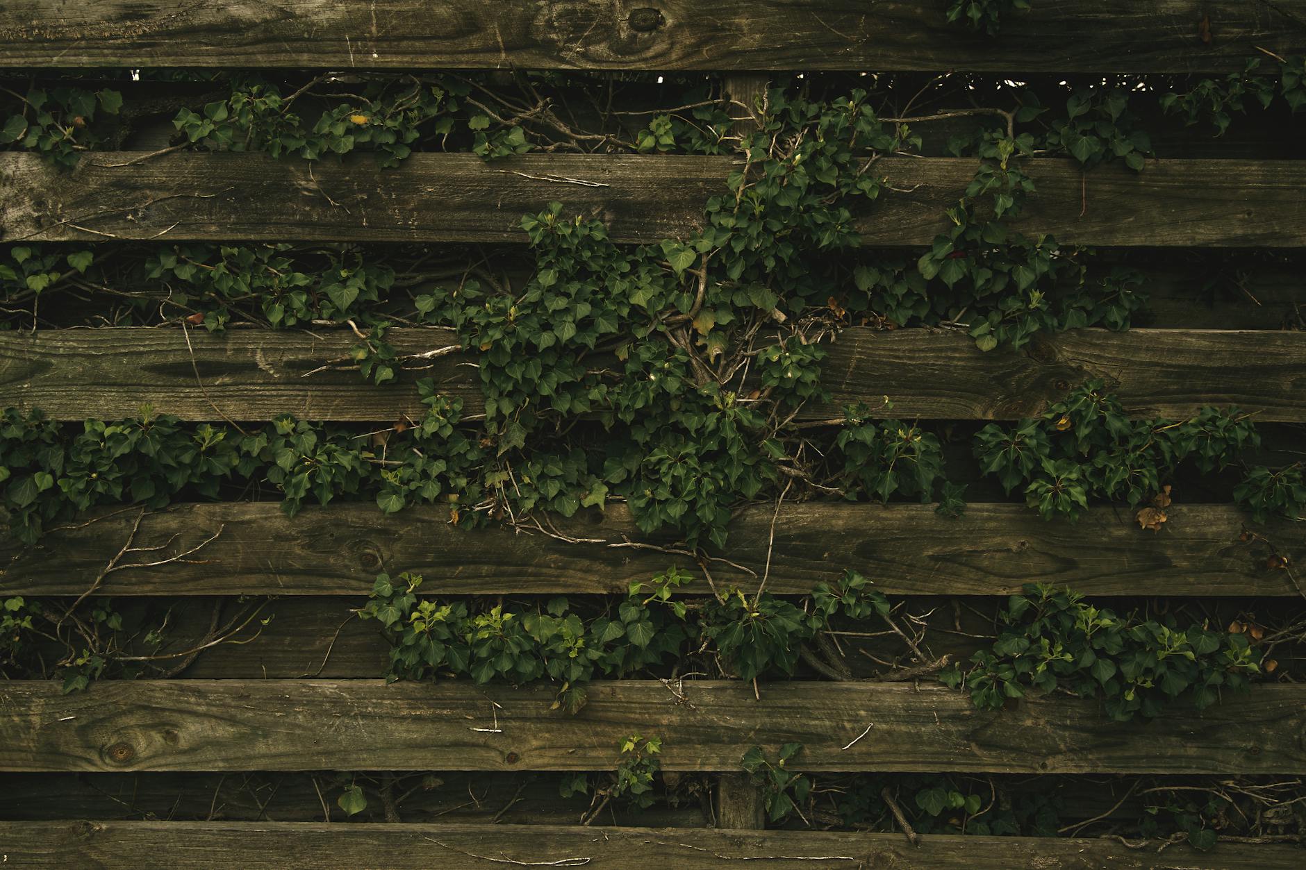 How to Clean and Re-Treat a Timber Garden Fence in June 2026: The Job Most People Get Wrong
