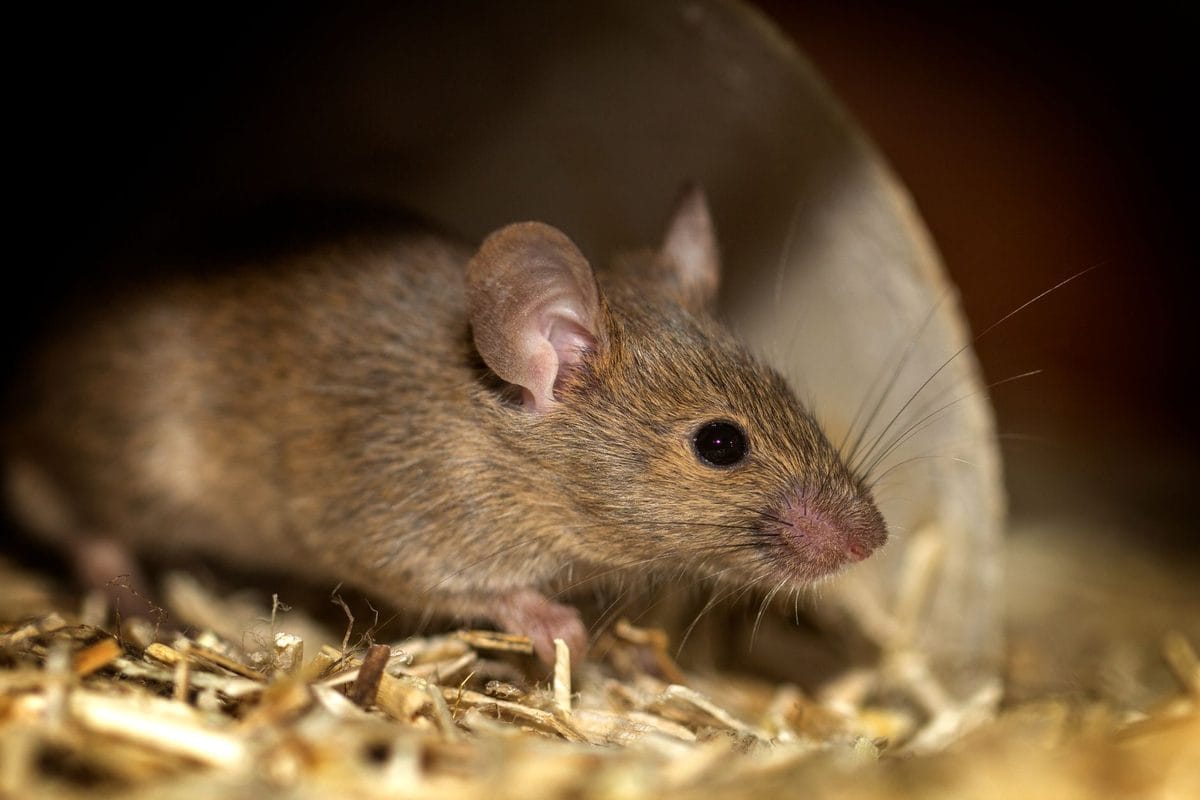 Mouse-Proofing Your Home This Autumn: Where They Get In and How to Seal It