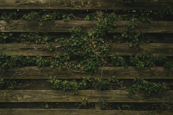 How to Clean and Re-Treat a Timber Garden Fence in June 2026: The Job Most People Get Wrong