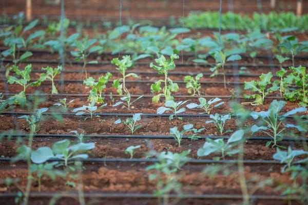 How to Install a Simple Garden Drip Irrigation System This Summer